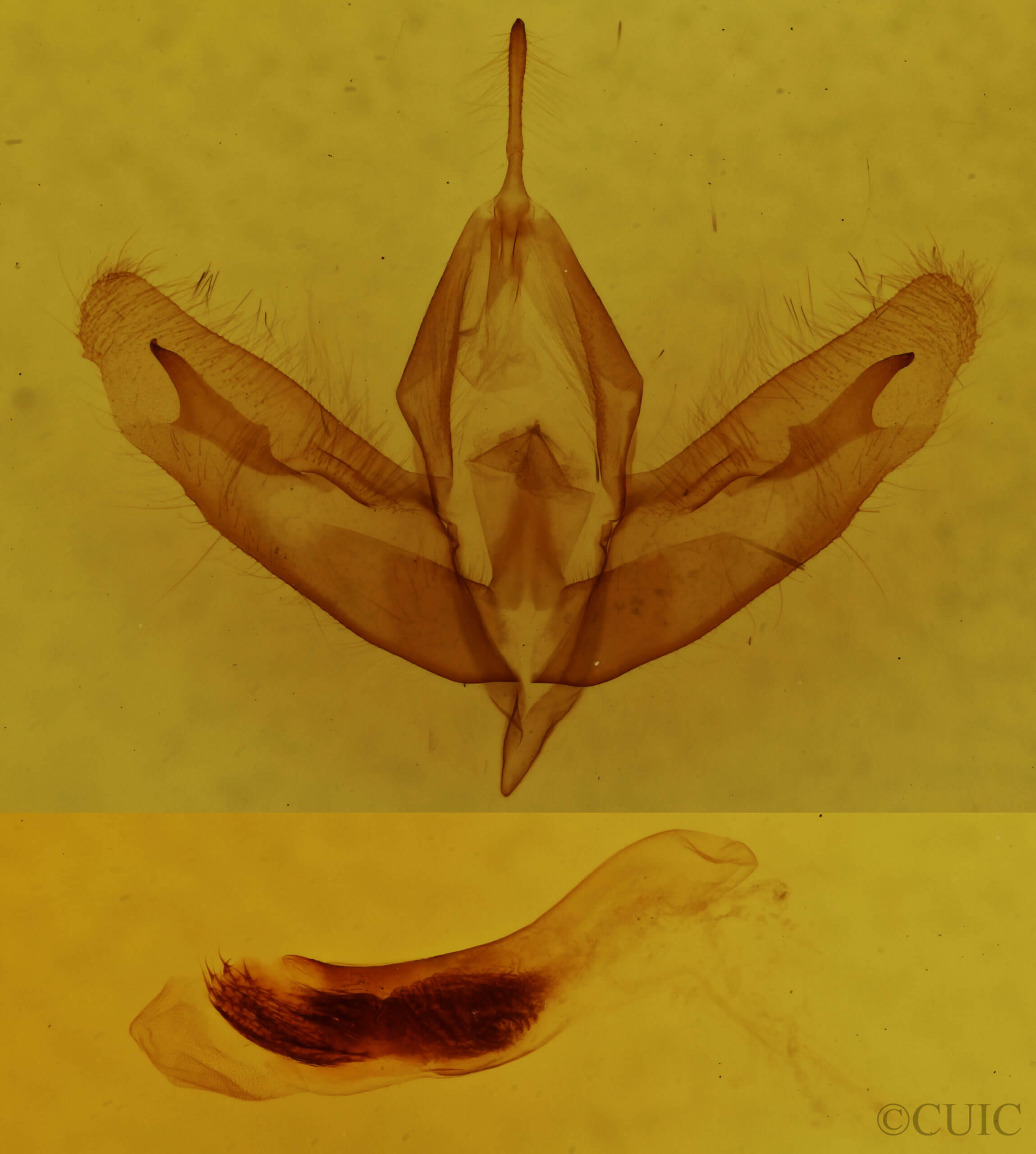 genitalia view of adult Acronicta increta