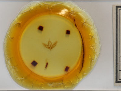 slide view of adult Acronicta increta