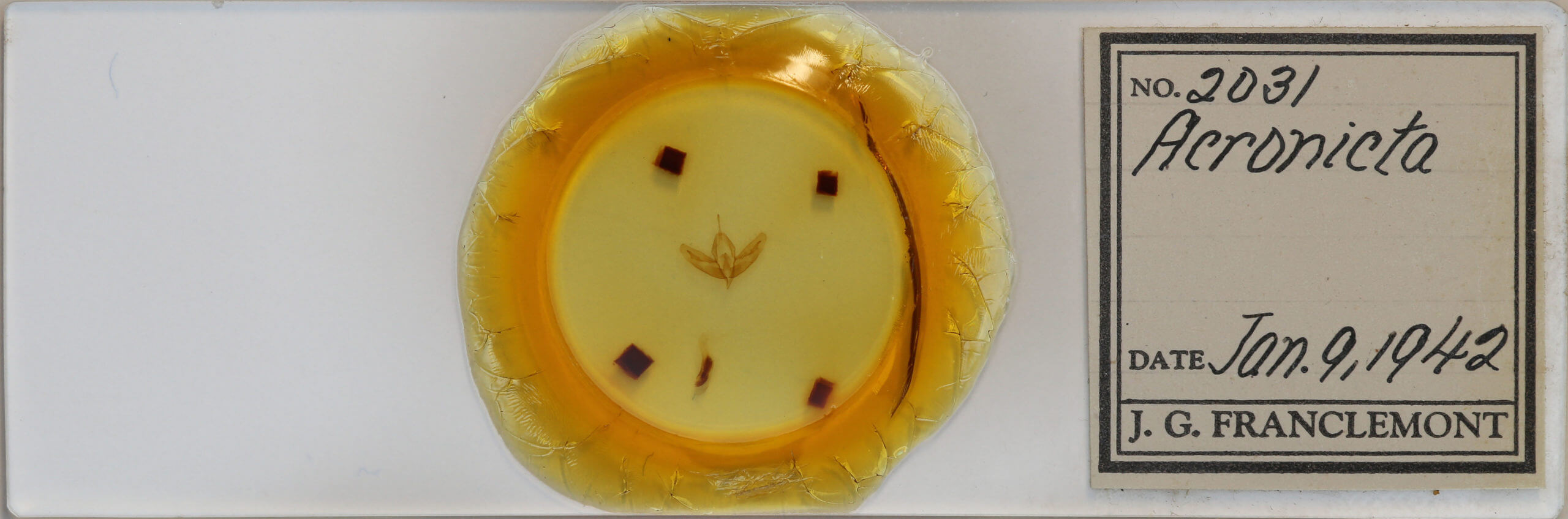 slide view of adult Acronicta increta