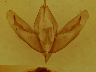 genitalia view of adult Acronicta increta