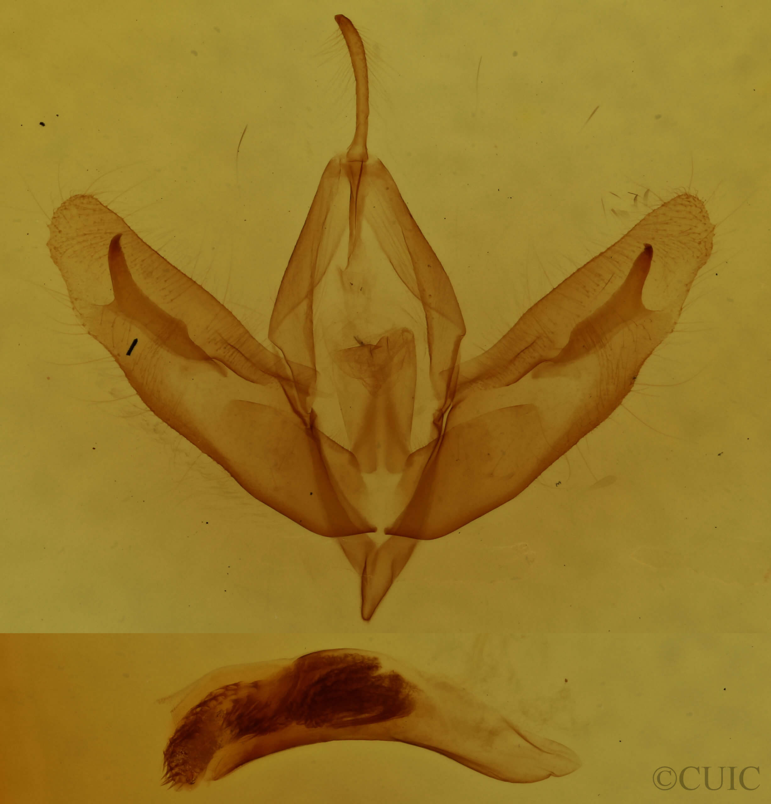 genitalia view of adult Acronicta increta