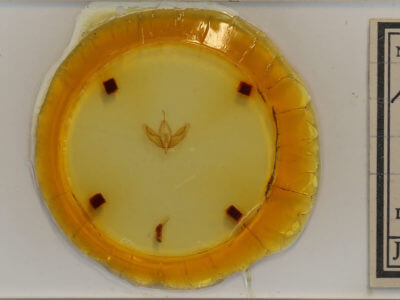 slide view of adult Acronicta increta