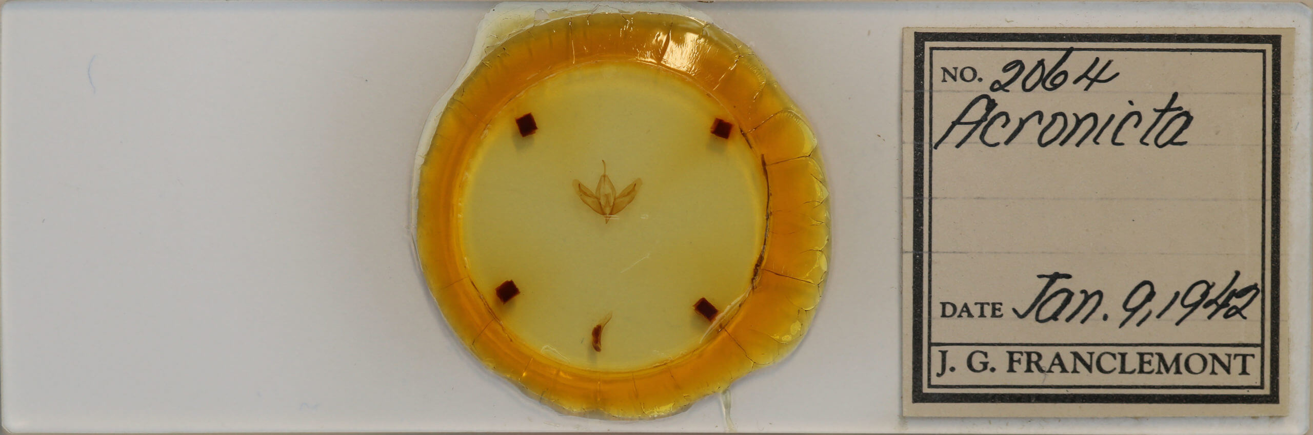 slide view of adult Acronicta increta