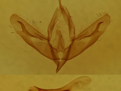 genitalia view of adult Acronicta  increta