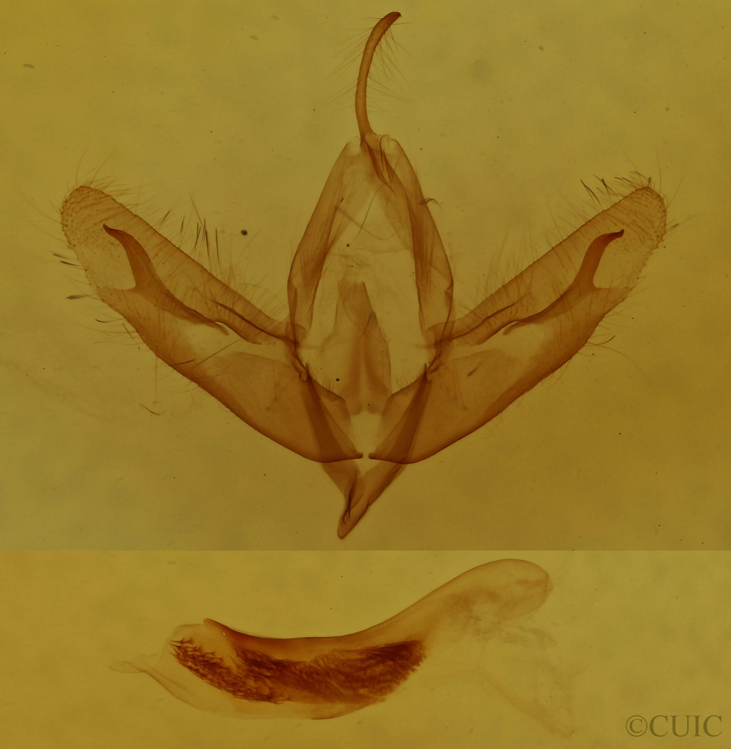 genitalia view of adult Acronicta  increta