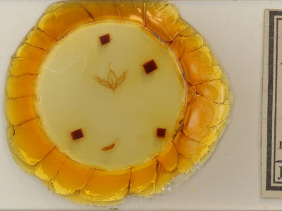 slide view of adult Acronicta  increta