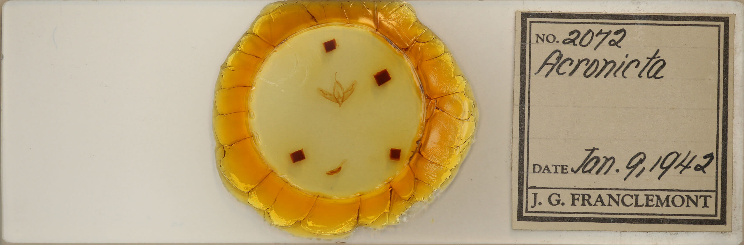 slide view of adult Acronicta  increta