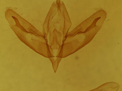 genitalia view of adult Acronicta increta