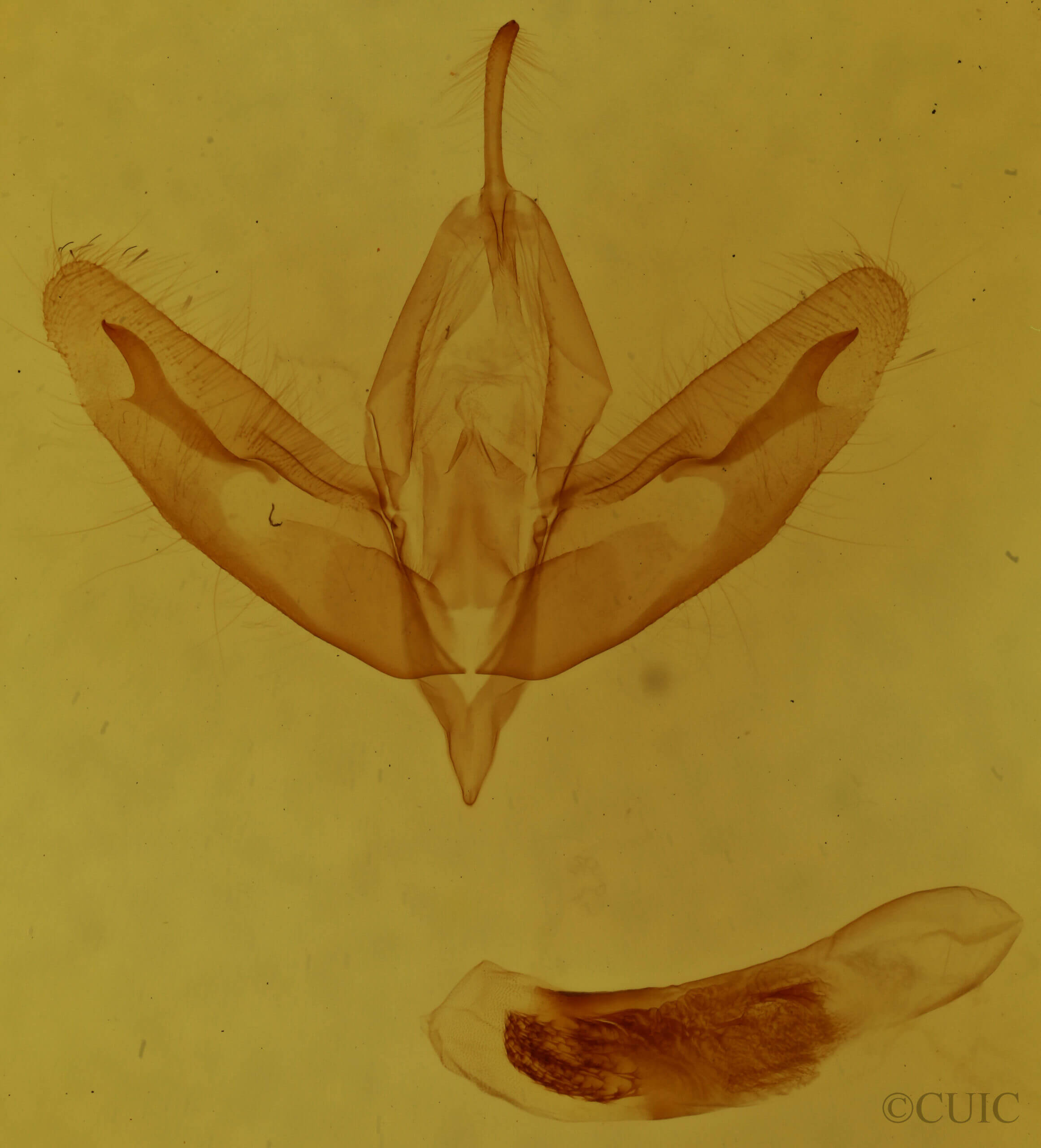 genitalia view of adult Acronicta increta