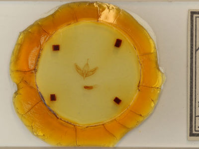 slide view of adult Acronicta increta