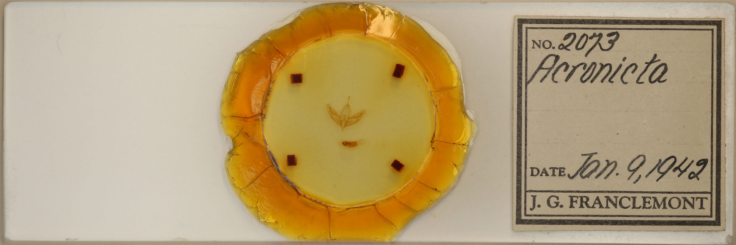 slide view of adult Acronicta increta