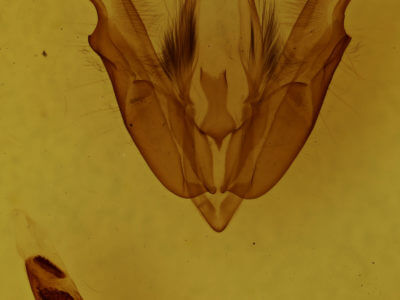 genitalia view of adult Acronicta interrupta