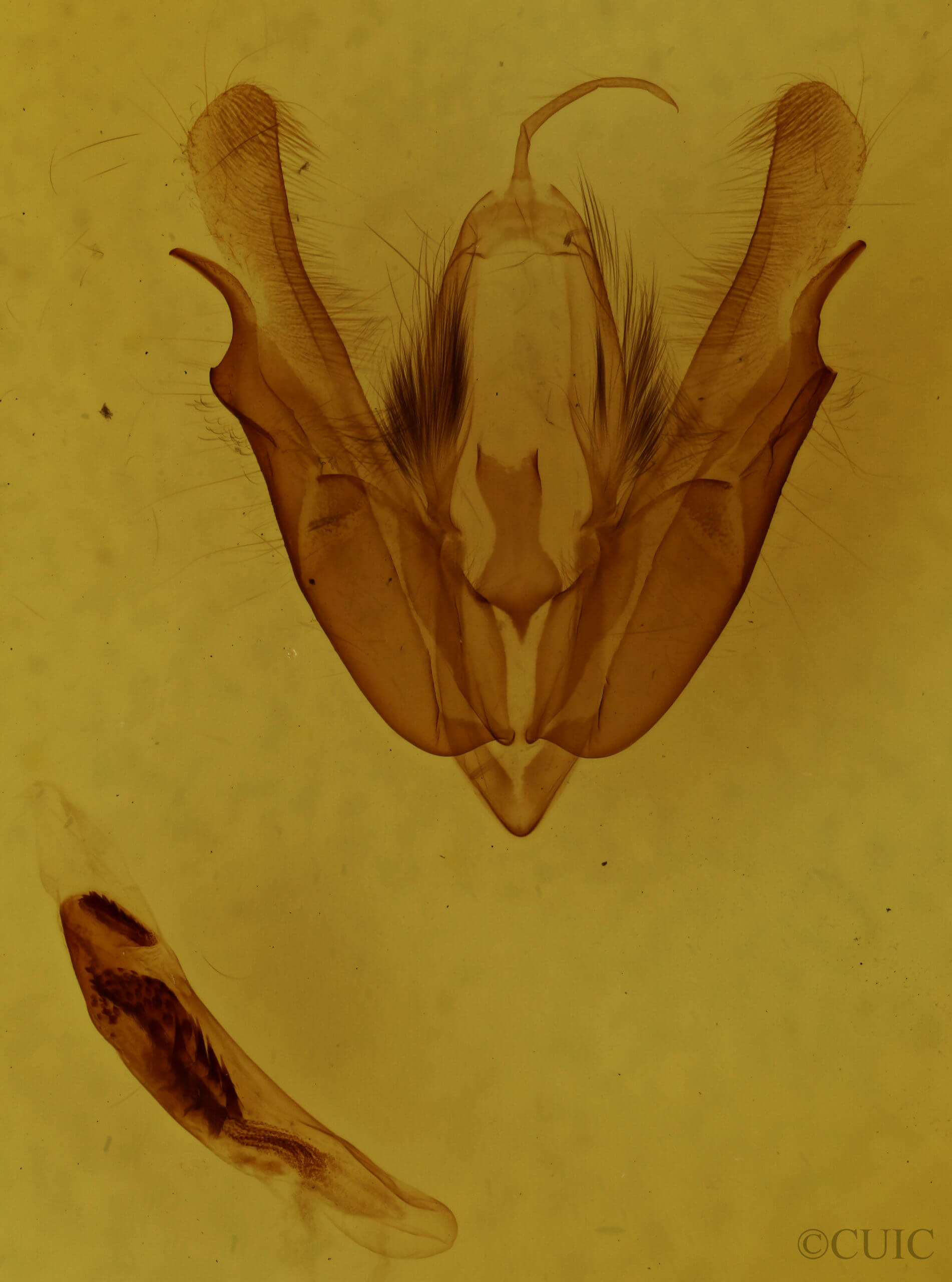 genitalia view of adult Acronicta interrupta