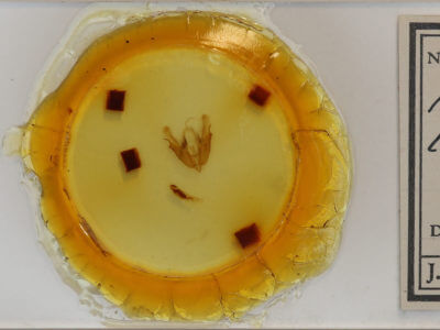 slide view of adult Acronicta interrupta