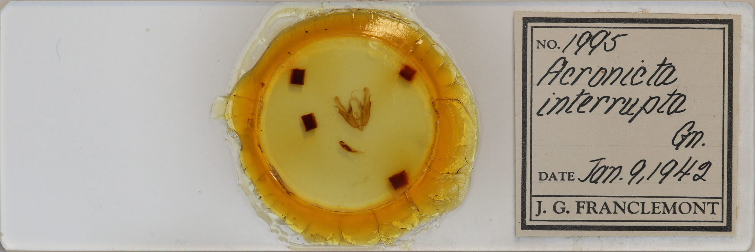 slide view of adult Acronicta interrupta