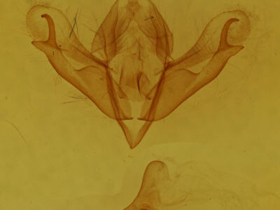 genitalia view of adult Acronicta noctivaga