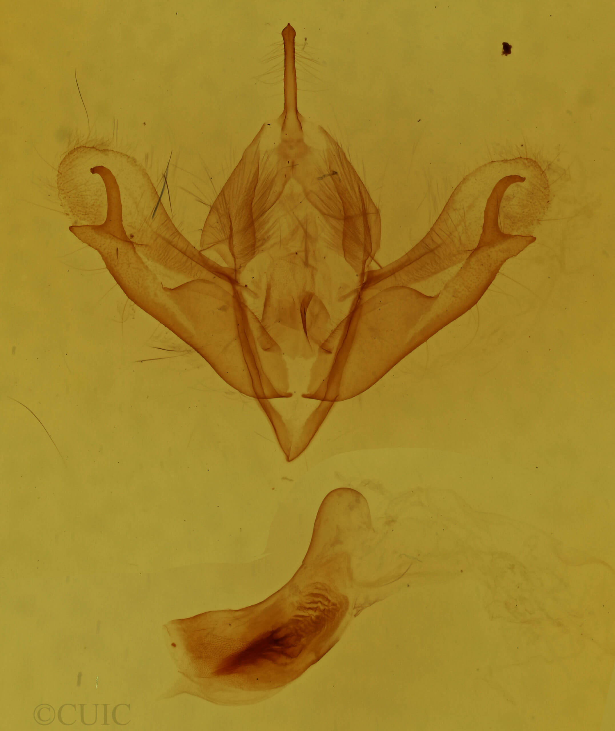 genitalia view of adult Acronicta noctivaga