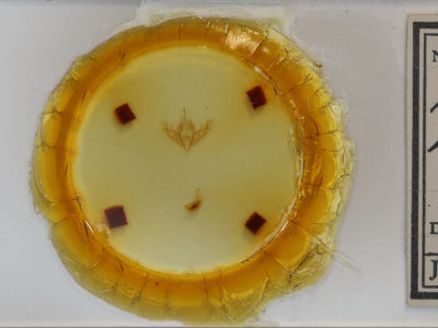 slide view of adult Acronicta noctivaga