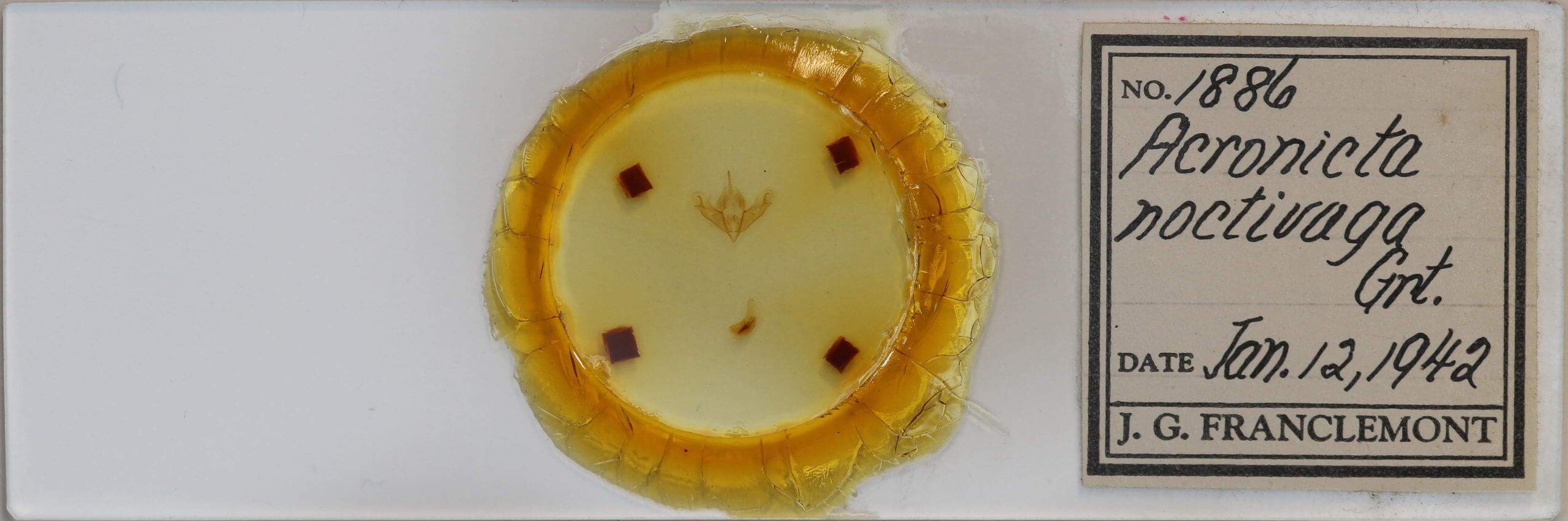 slide view of adult Acronicta noctivaga