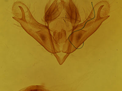 genitalia view of adult Acronicta noctivaga