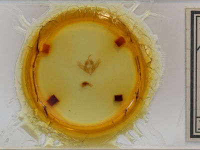 slide view of adult Acronicta noctivaga