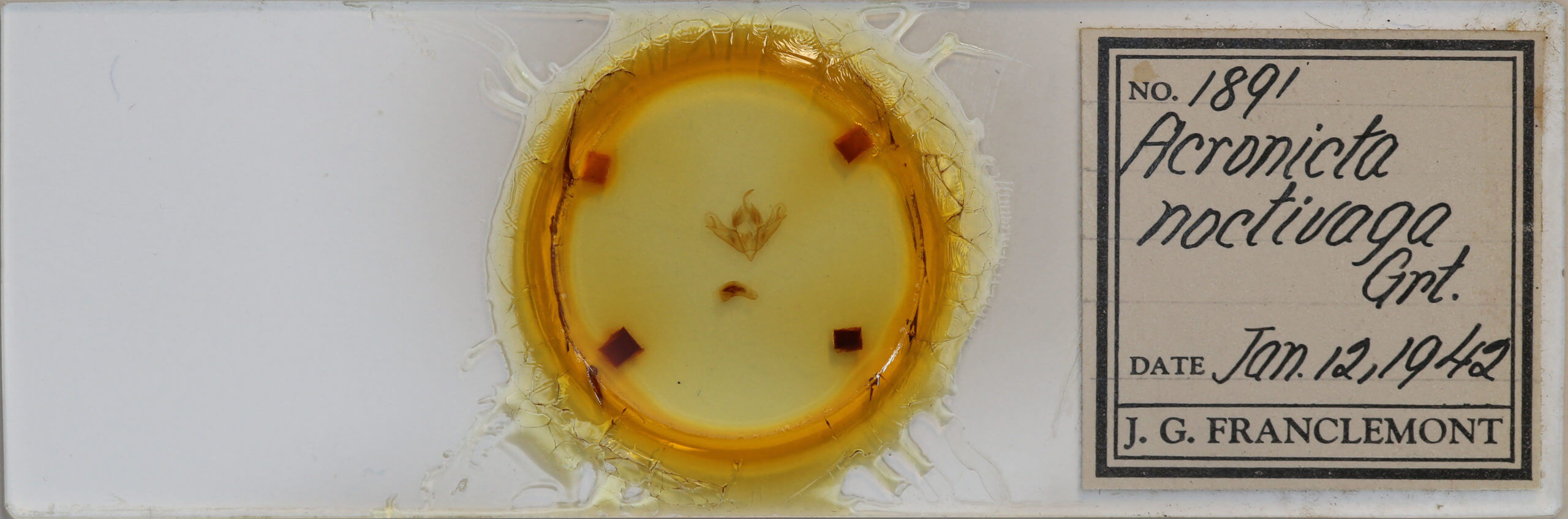 slide view of adult Acronicta noctivaga