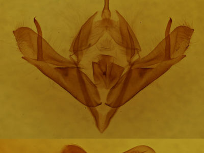 genitalia view of adult Acronicta oblinita