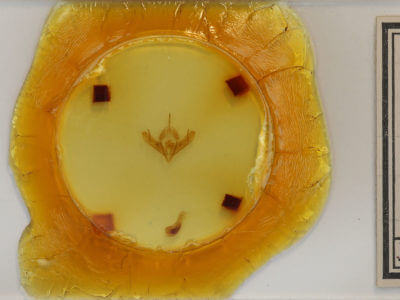 slide view of adult Acronicta oblinita