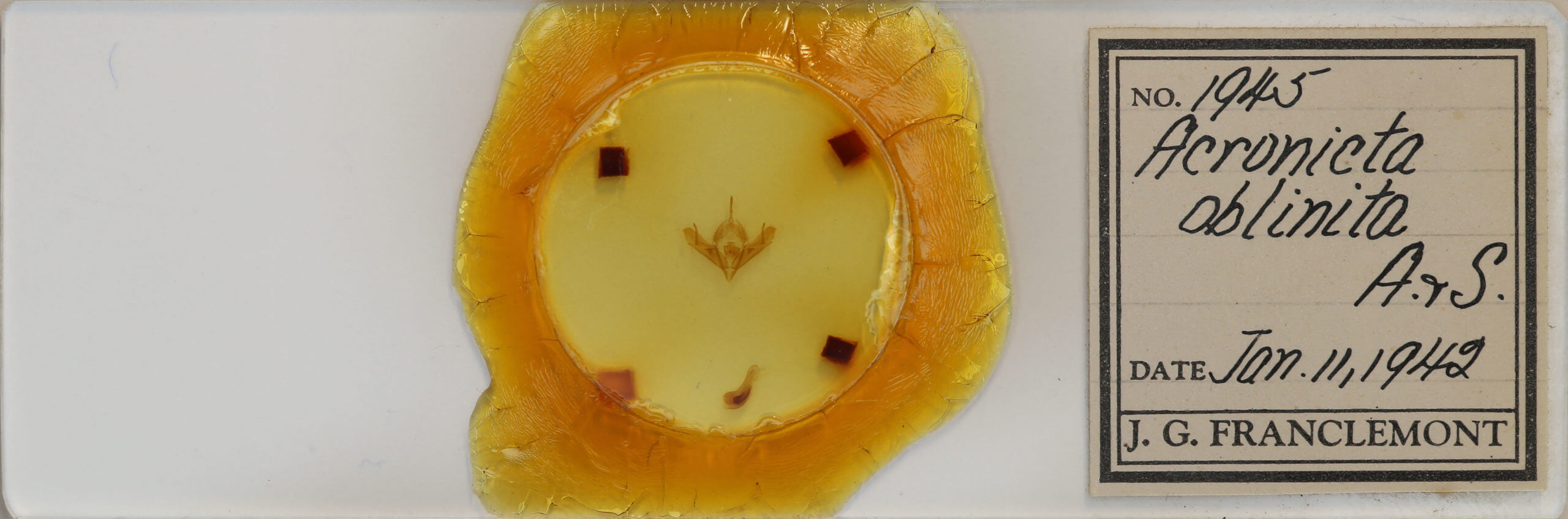 slide view of adult Acronicta oblinita