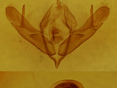 genitalia view of adult Acronicta oblinita