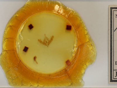 slide view of adult Acronicta oblinita