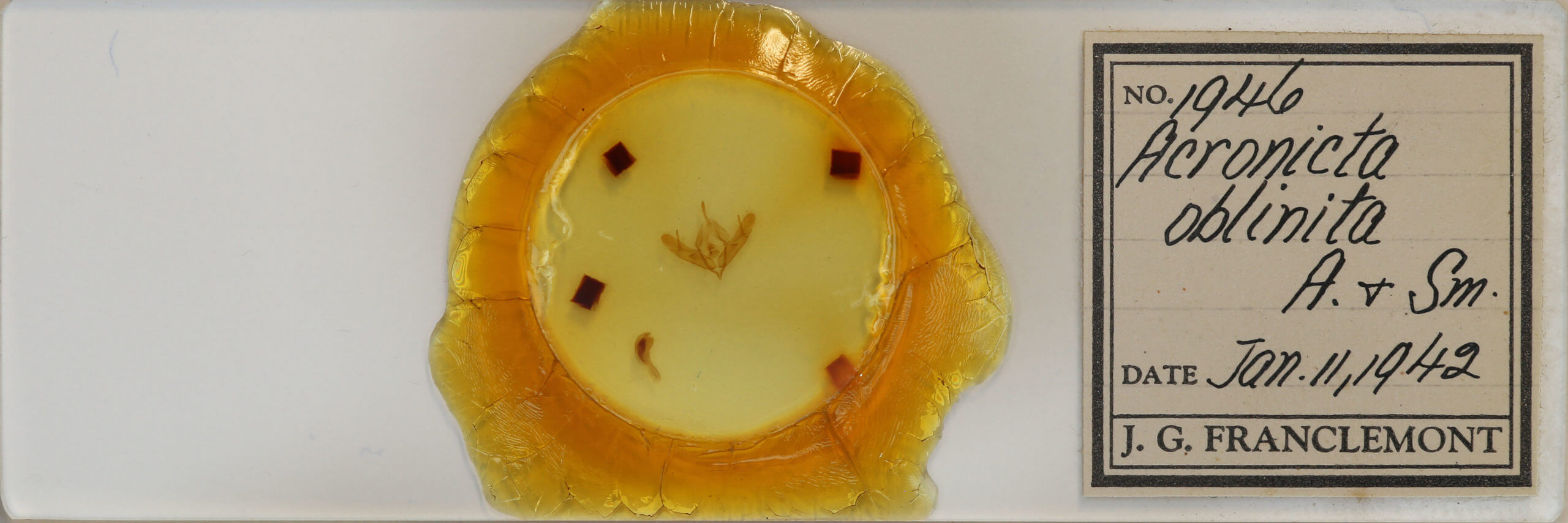 slide view of adult Acronicta oblinita