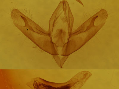 genitalia view of adult Acronicta ovata