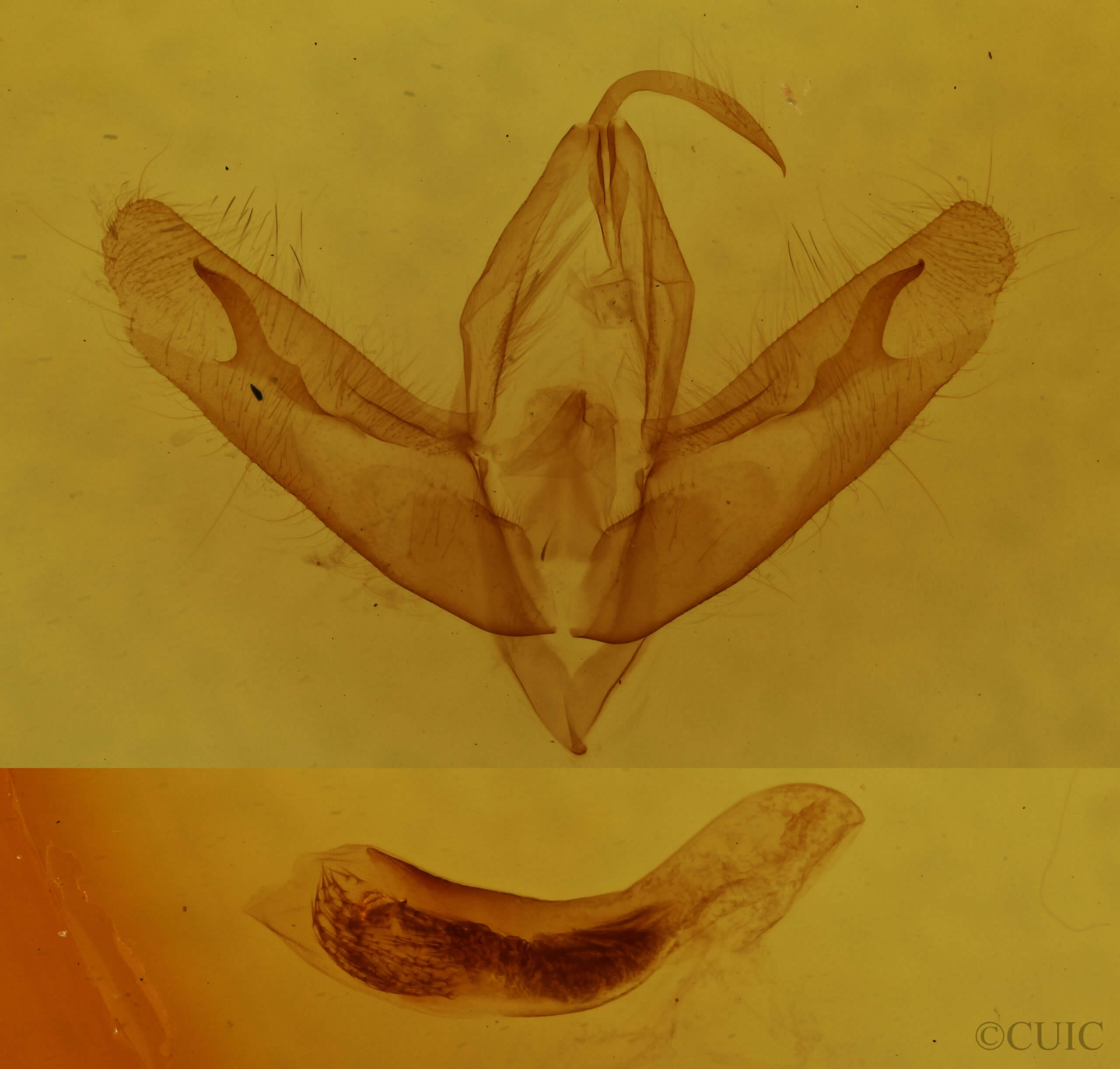 genitalia view of adult Acronicta ovata