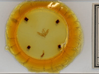 slide view of adult Acronicta ovata