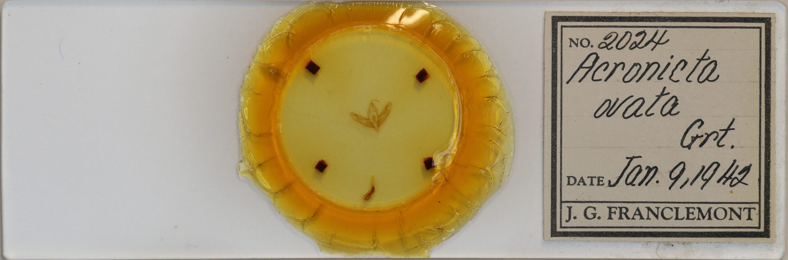 slide view of adult Acronicta ovata