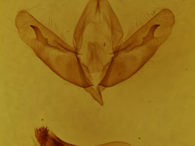 genitalia view of adult Acronicta ovata