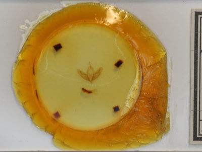 slide view of adult Acronicta ovata