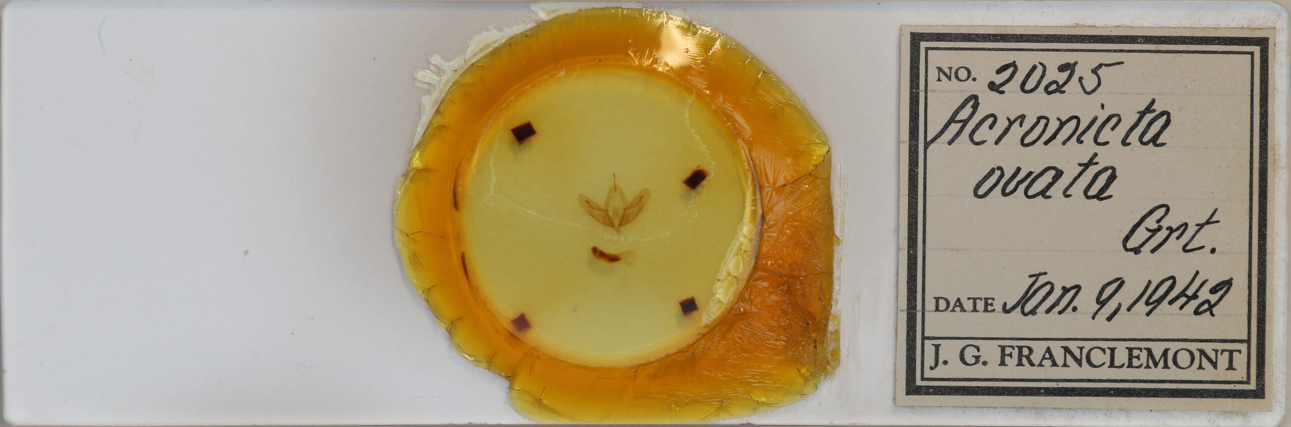 slide view of adult Acronicta ovata