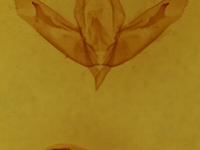 genitalia view of adult Acronicta ovata