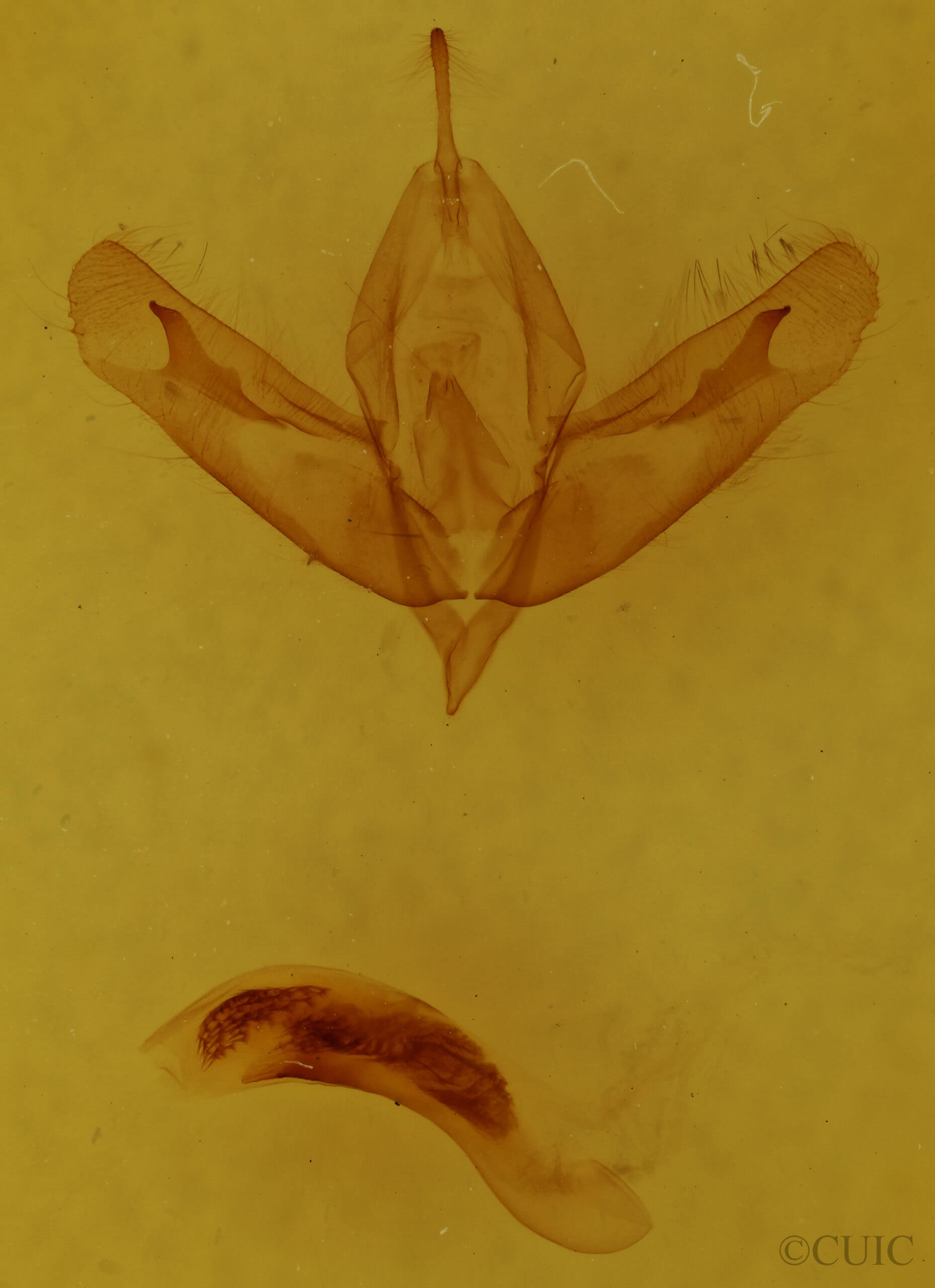 genitalia view of adult Acronicta ovata
