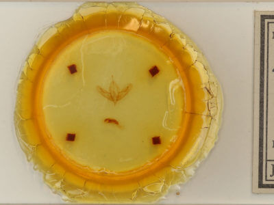 slide view of adult Acronicta ovata