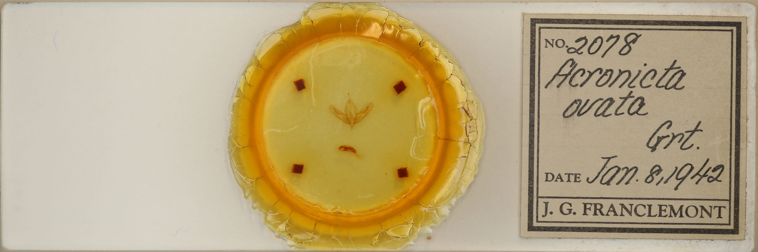 slide view of adult Acronicta ovata