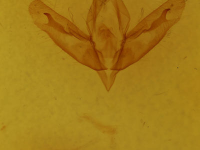 genitalia view of adult Acronicta  ovata