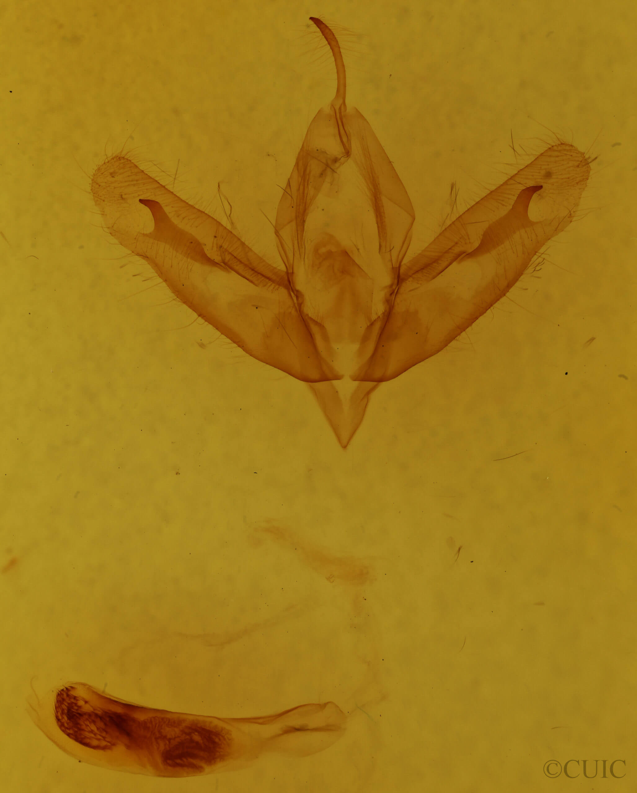 genitalia view of adult Acronicta  ovata