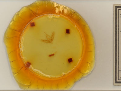 slide view of adult Acronicta  ovata