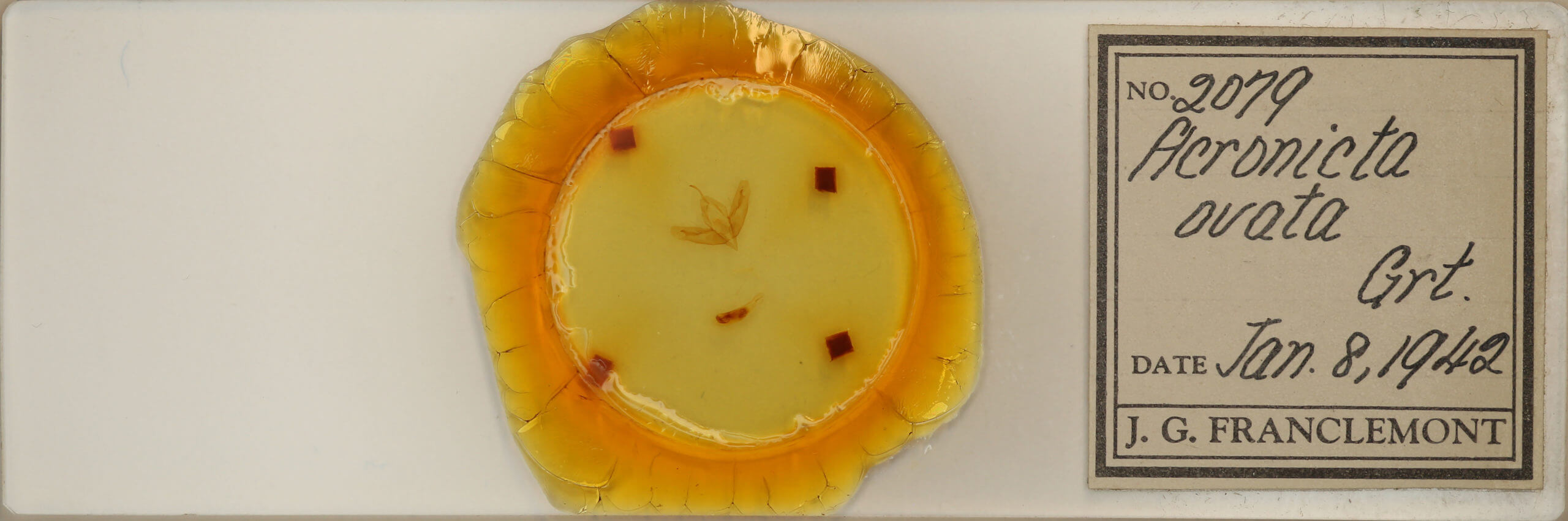 slide view of adult Acronicta  ovata