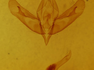 genitalia view of adult Acronicta ovata