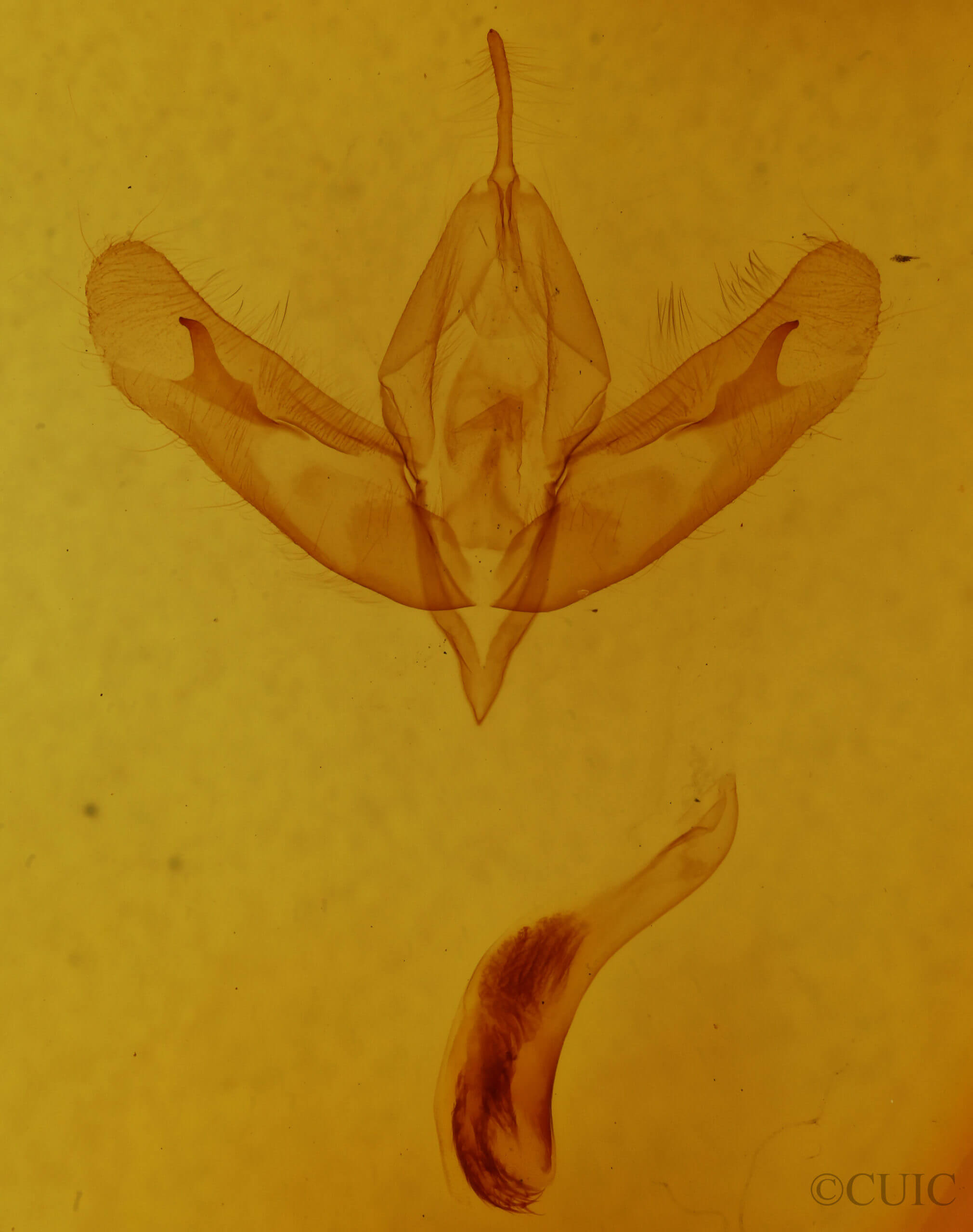 genitalia view of adult Acronicta ovata
