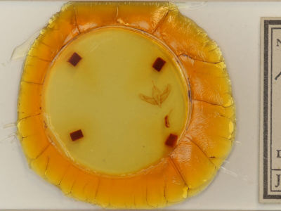 slide view of adult Acronicta ovata